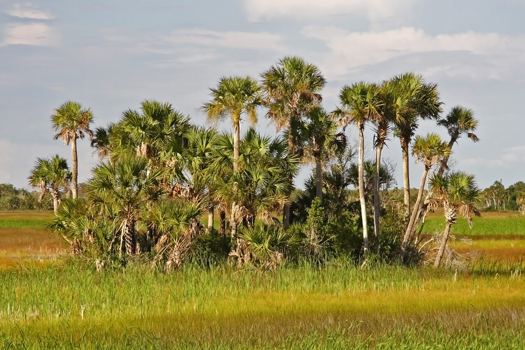 everglades 