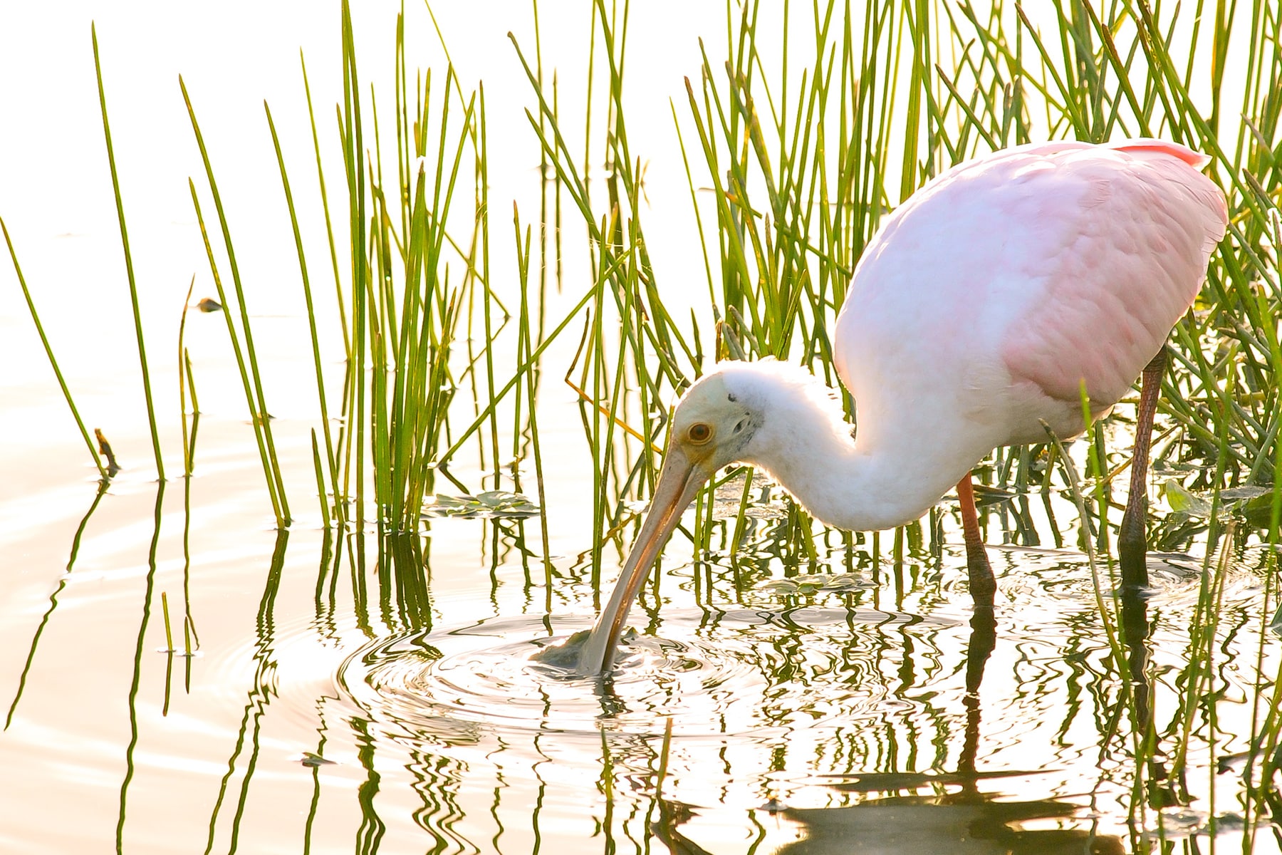 pink heron hunting for food in the shallows of a lake  