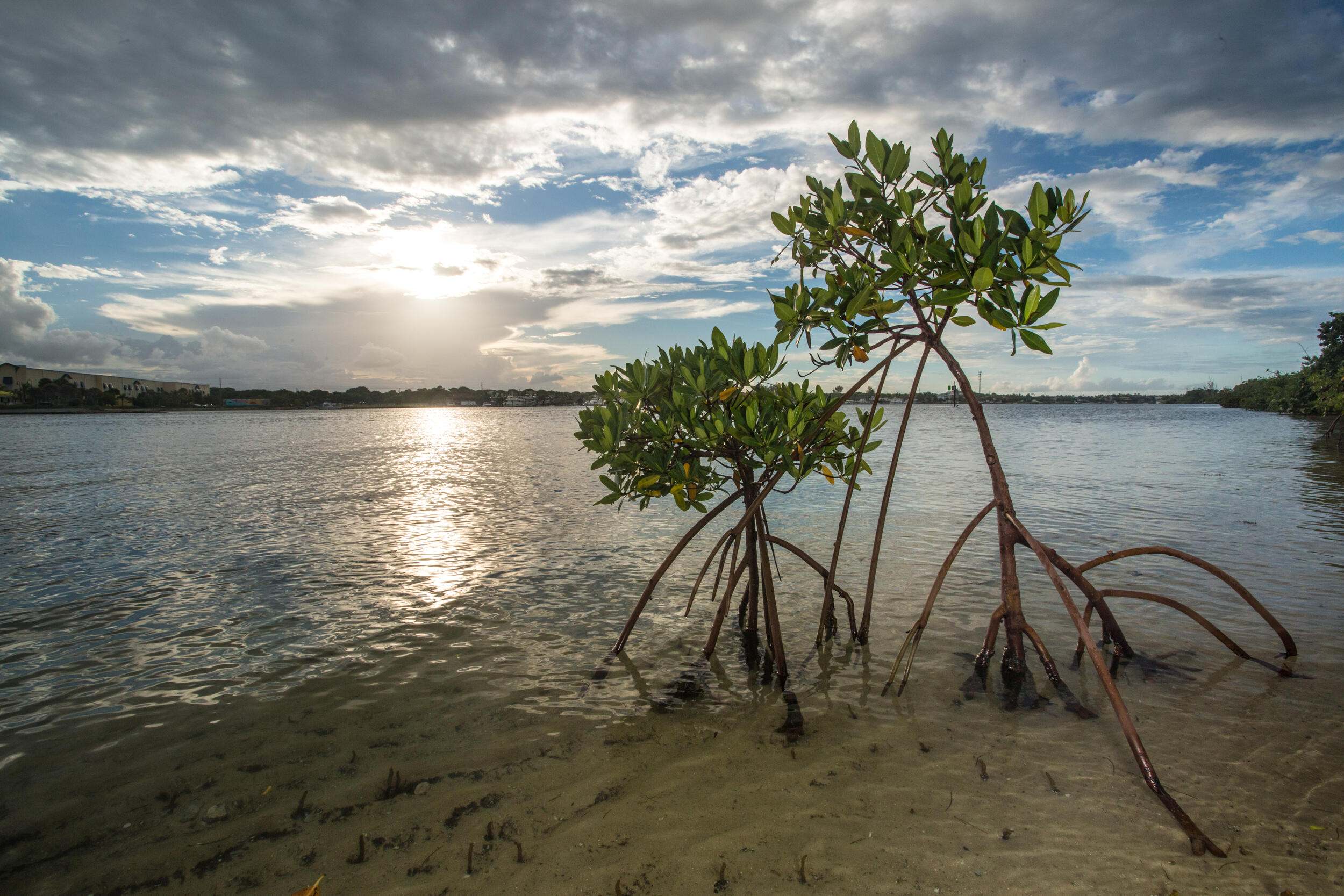 Publix continues support of water and habitat restoration through a new collabor...