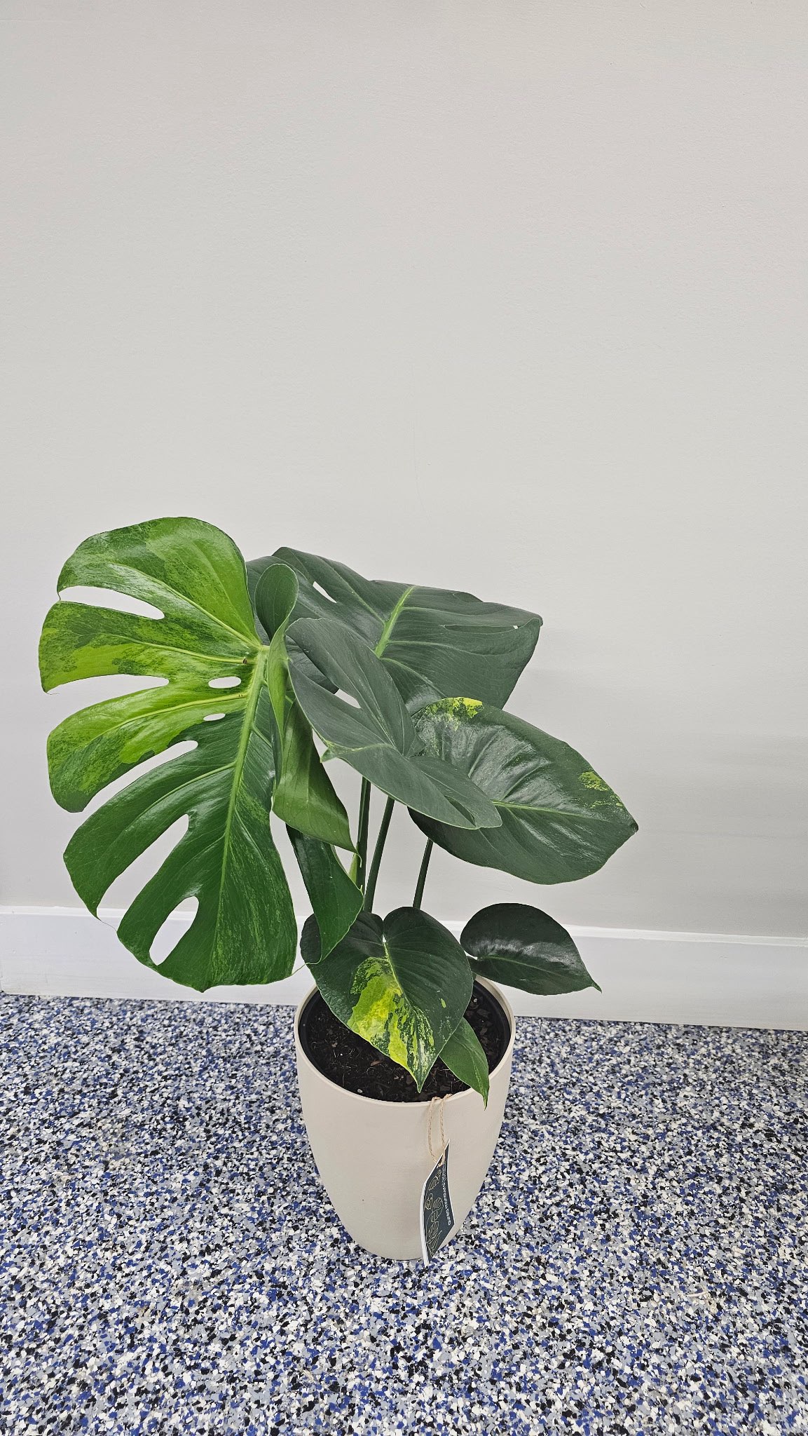 Rare Monstera plants arrive at Publix