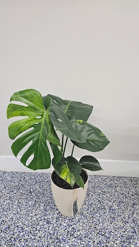 Rare Monstera plants arrive at Publix