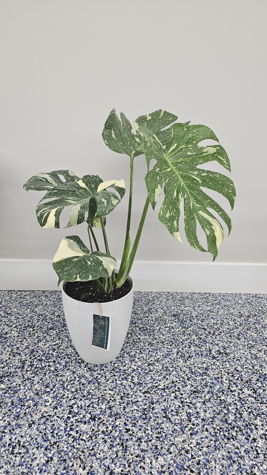 Rare Monstera plants arrive at Publix