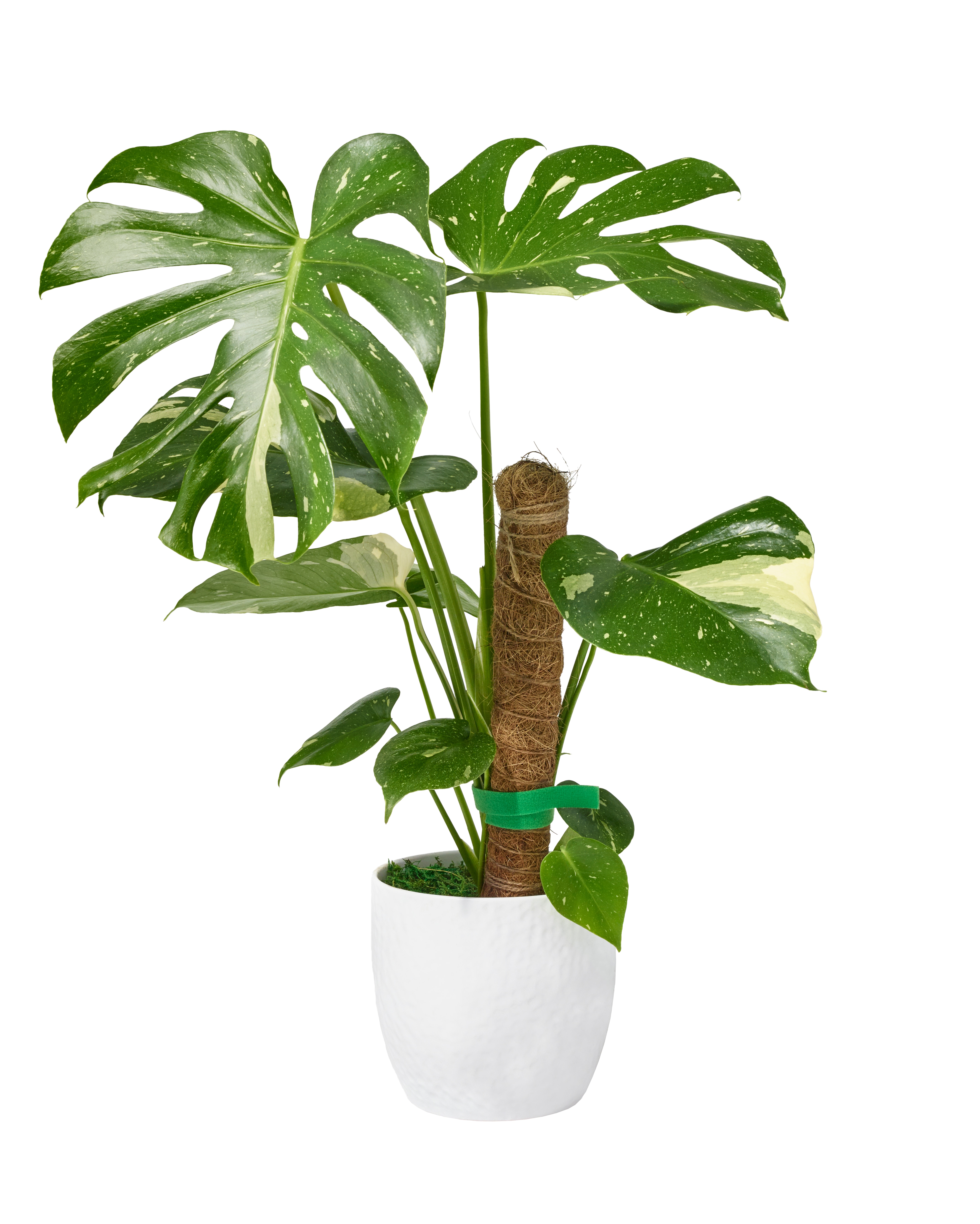 Rare Thai constellation monstera plant available at select Publix