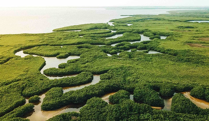 Publix、水を回復し野生生物の生息地を支援するフロリダ州エバーグレーズのプロジェクトでマイルストーンを達成