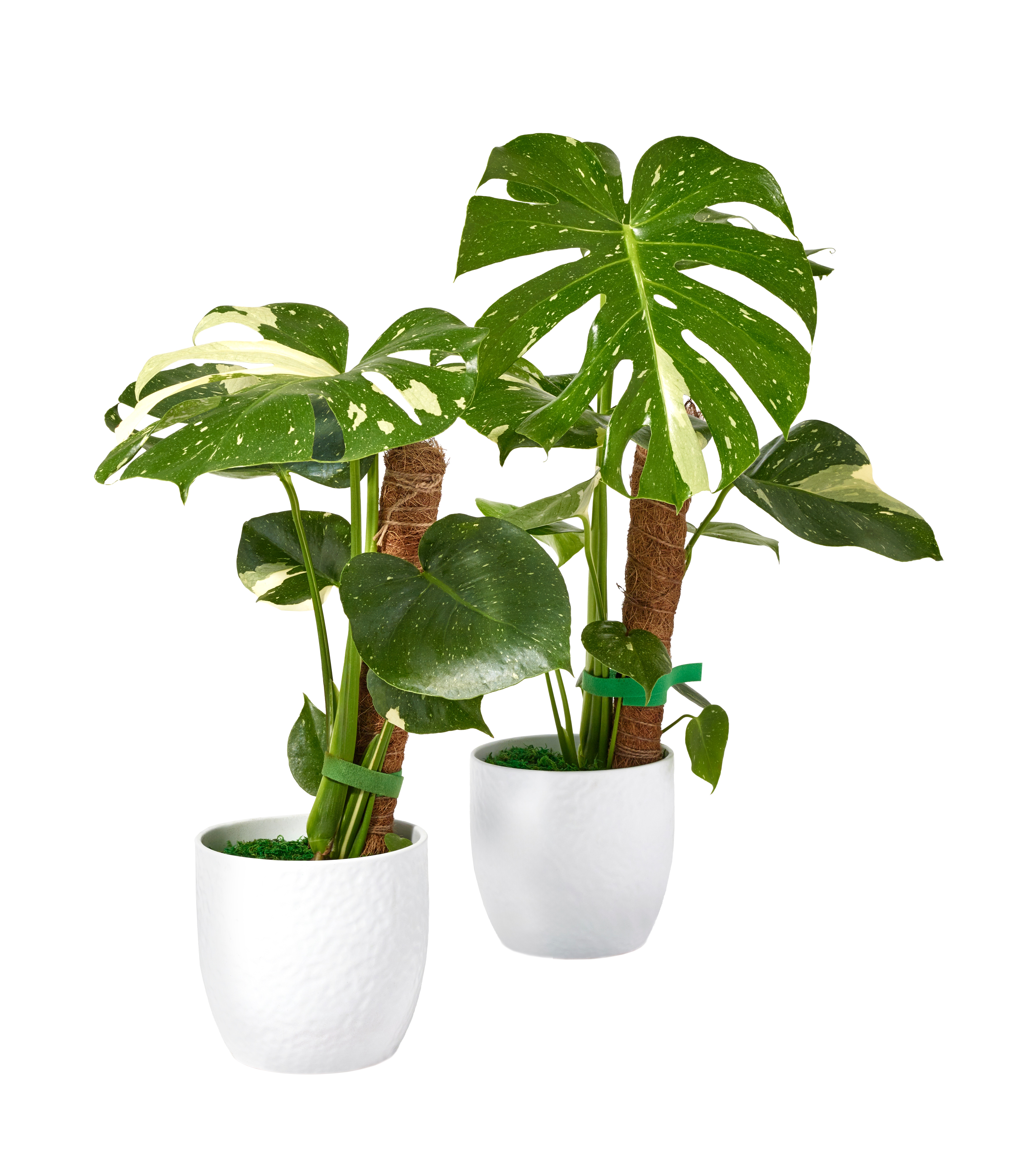 monstera adansonii dehner Monstera Adansonii / Swiss Cheese Plant – Jungle Relics main image 1