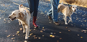 couple walking dogs