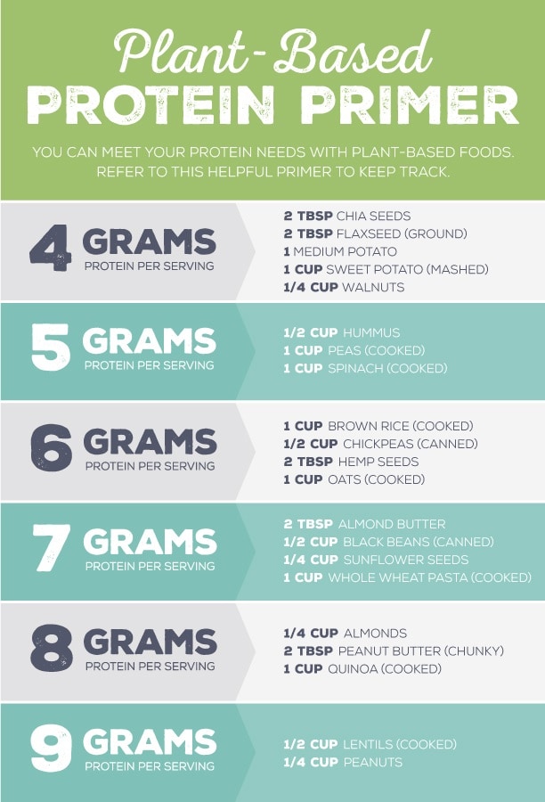 plant-based protein primer infographic