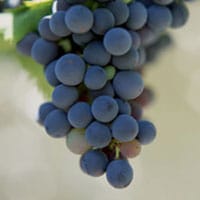 cabernet grapes on a vine