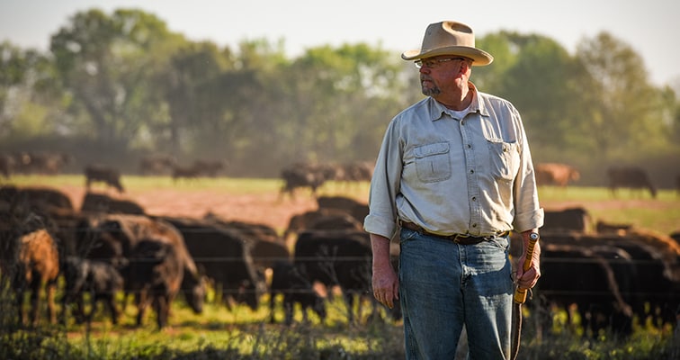 A farmer wearing a hat and a long-sleeved shirt stands in a field at White Oak Pastures with a herd of cattle in the background.