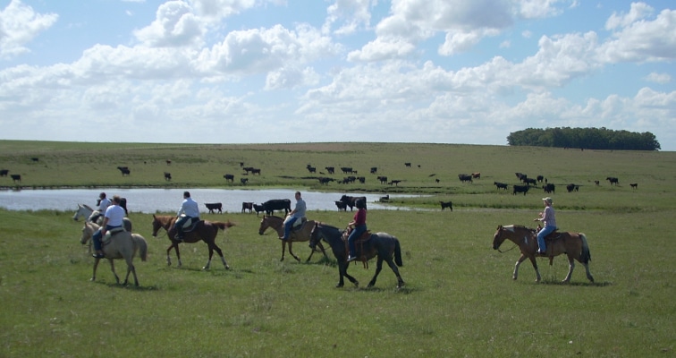 People riding horses in a grassy field with a pond and a herd of cows in the background under a partly cloudy sky.