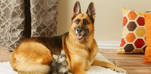 cat laying on a dog