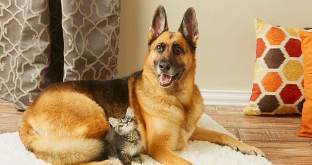 cat laying on a dog