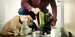 dog watching dog food being poured in bowl