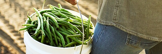 farmer carrying pail full of green beans