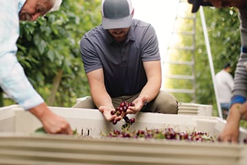 Workers sorting freshly harvested cherries over a bin at Washington Fruit Growers farm. 