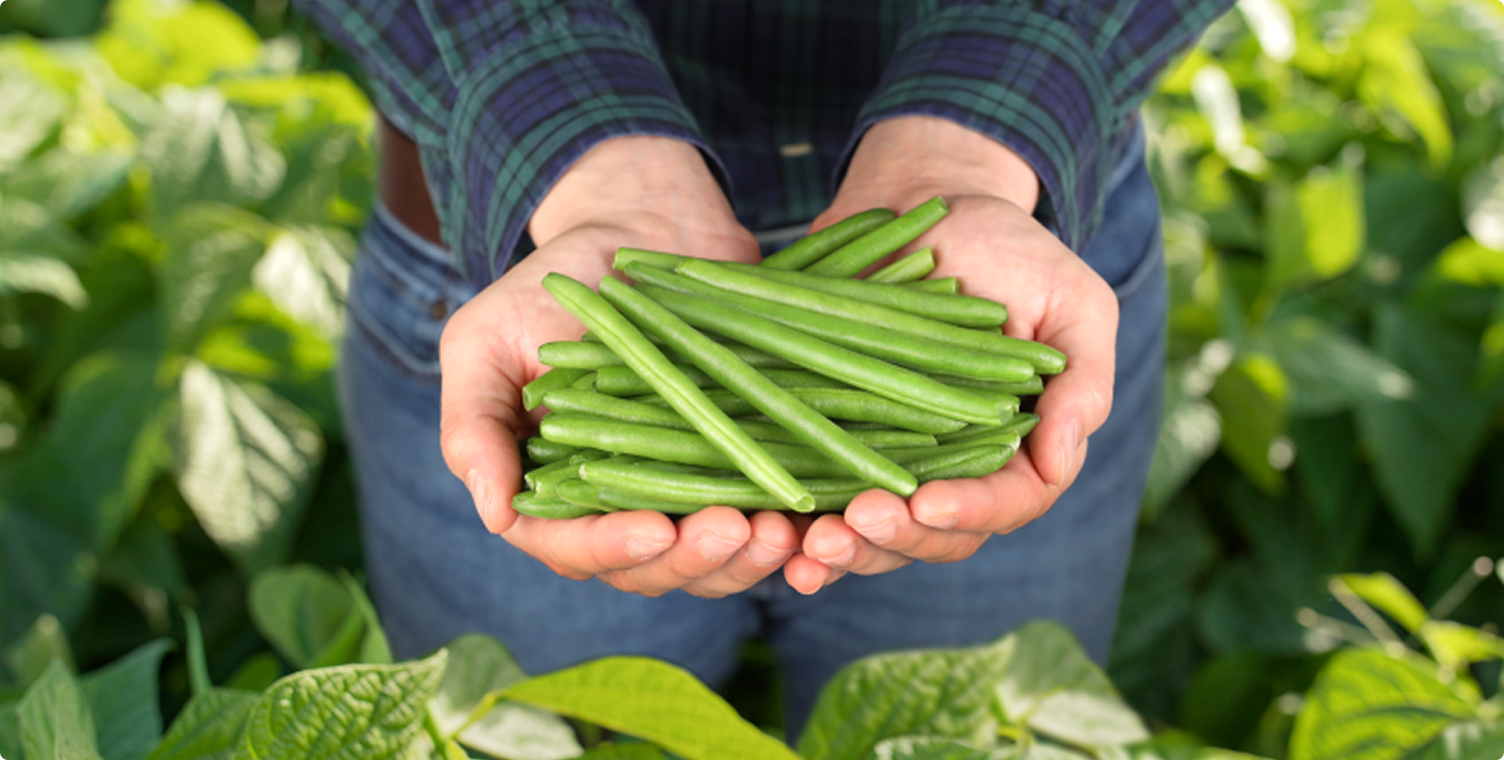 Hands holding a pile of fresh green beans