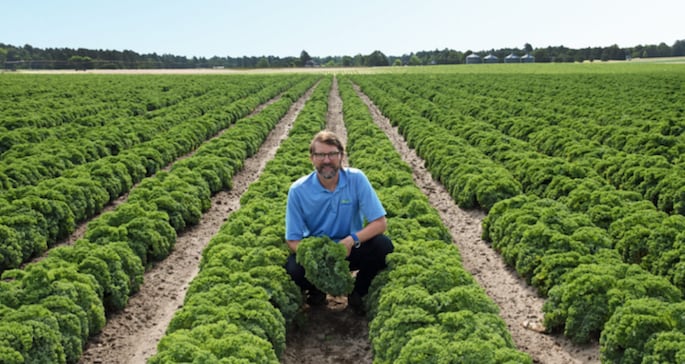 Man crouching in a large, orderly field of leafy green crops, holding a freshly harvested head of greens.
