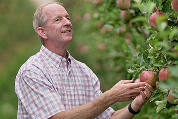 man looking at apples in an orchard 