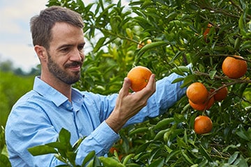 farmer looking at oranges in an orchard
