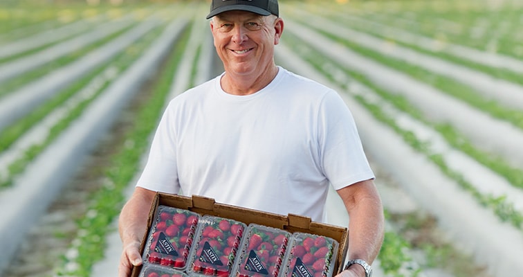 Farmer holding a flat of  freshly picked strawberries in a feild 