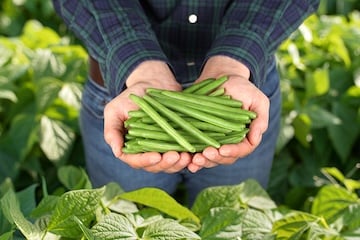 hands holding fresh green beans 