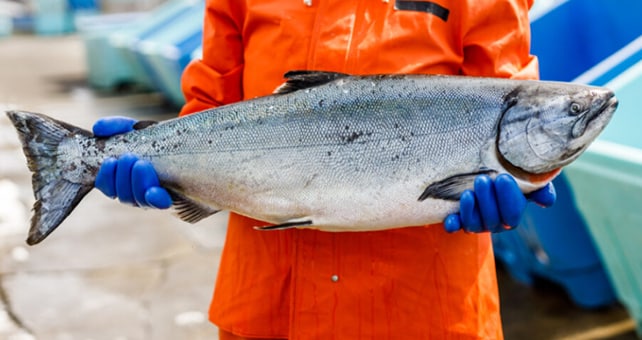 Summer of Salmon