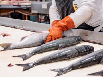 Gloved hands preparing fresh caught fish 