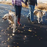 couple walking dogs
