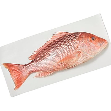 Amercian Red Snapper, Small, Wild, Fresh
