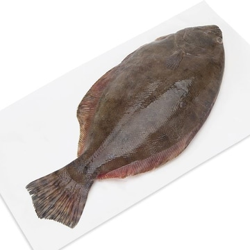 Whole Flounder, Large, Fresh, Wild, Responsibly Sourced