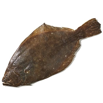 Whole Fluke, Small Fresh, Never Frozen, Wild Harvested