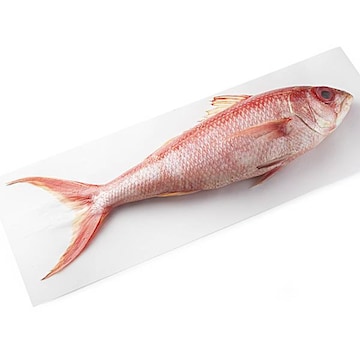 Whole Queen Snapper (Ballbat Snapper) Fresh, Never Frozen, Wild Harvested