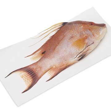Whole Hog Snapper (Hogfish), Wild, Fresh