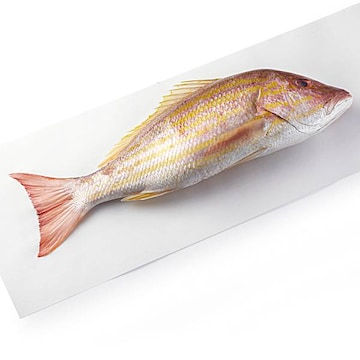 Whole Atlantic Lane Snapper, Large Fresh, Never Frozen, Wild Harvested