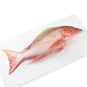 Whole Mutton Snapper, Large Fresh, Never Frozen, Wild Harvested