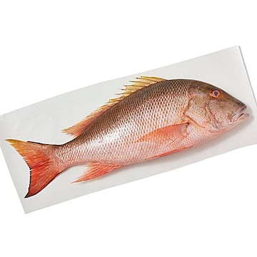 Whole Mutton Snapper, Medium Fresh, Never Frozen, Wild Harvested
