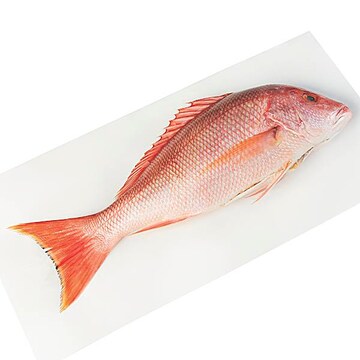 Whole Caribbean Red Snapper, Extra Small Fresh, Never Frozen, Wild Harvested