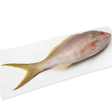 Yellowtail Snapper, Whole, Small,Fresh,Wild, Responsibly Sourced