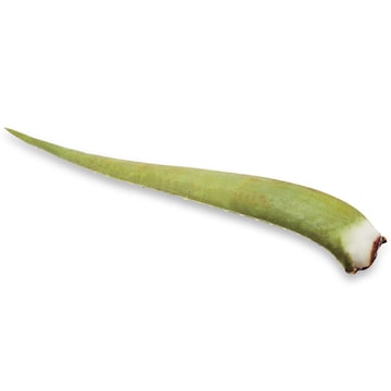Aloe Leaves