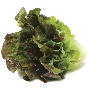 Red Leaf Lettuce