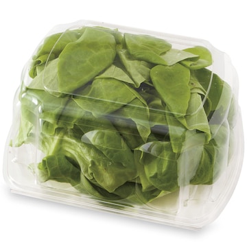 Butterhead Lettuce