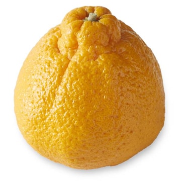 Sumo Citrus