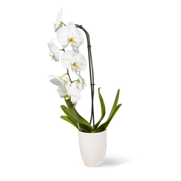 Swan Orchid Assorted Colors Publix Super Markets