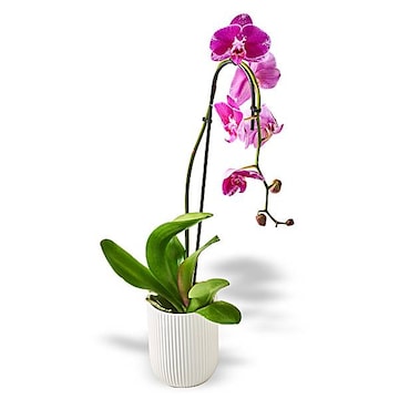 Swan Orchid Assorted Colors