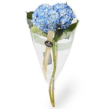 Fresh Cut Hydrangea