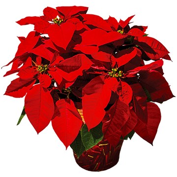 Poinsettia