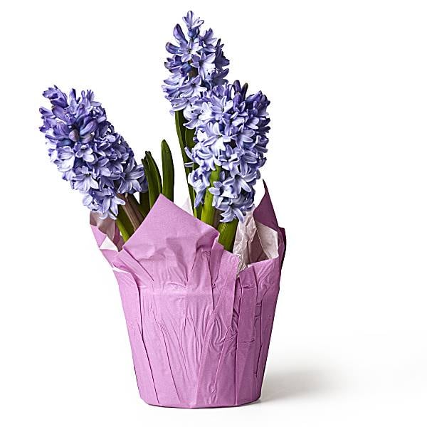 Hyacinth Publix Super Markets