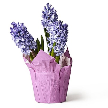 Hyacinth