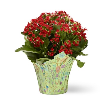 Assorted Kalanchoes