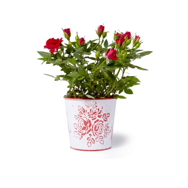 4.5" Mini Rose Publix Super Markets